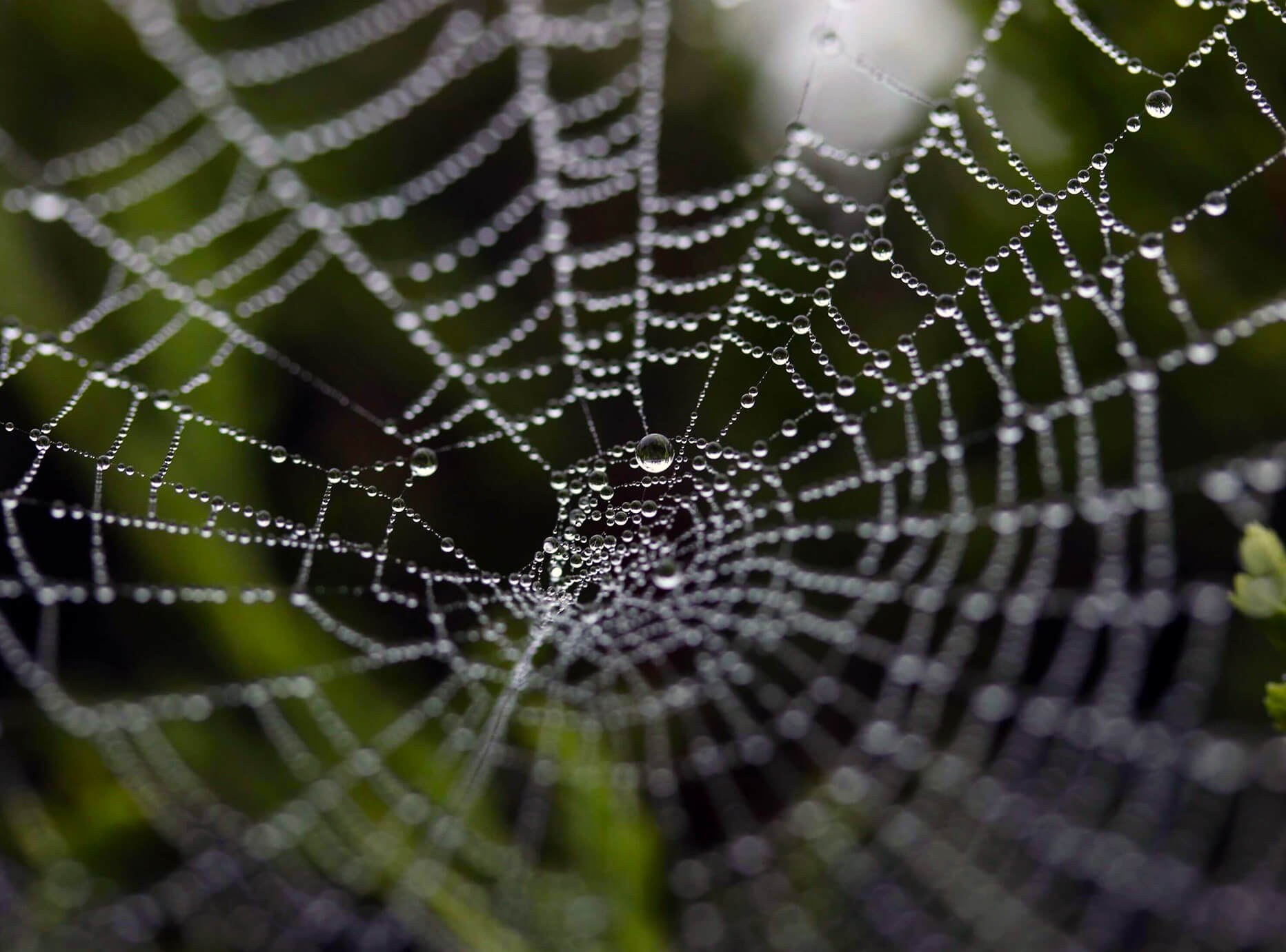 Why every person should own their voice and increase their network